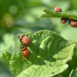 7 Plants That Are Actually Attracting Unwanted Bugs