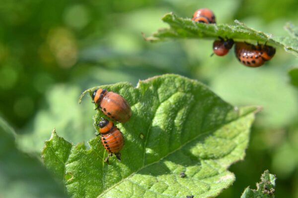 7 Plants That Are Actually Attracting Unwanted Bugs 7 Plants That Are Actually Attracting Unwanted Bugs