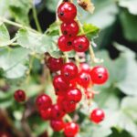 Easy Red Currant Jelly Recipe