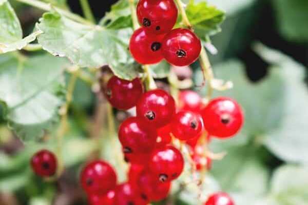 9 Brilliant Ways to Cook and Bake with Red Currants Easy Red Currant Jelly Recipe