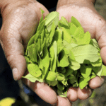 Coca leaves on farmers hand