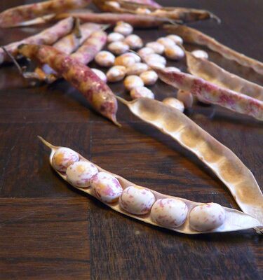 cranberry beans