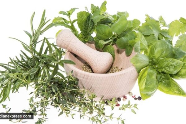 Gastroenterologist says he includes these three herbs in his daily diet: ‘Last one after my dinner’ | Food-wine News herbs