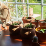 Growing Herbs Indoors [Ultimate Guide]