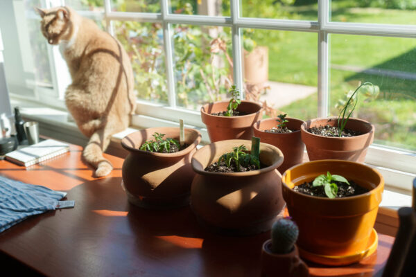 Growing Herbs Indoors [Ultimate Guide]