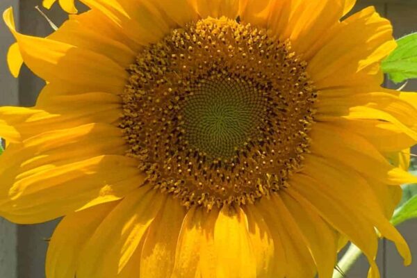 My Gardening Adventures – Summer Part 2 – My Gardening Adventures - Summer 2019