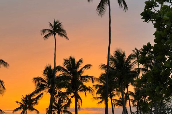 Paradise at the Hyatt Regency Grand Reserve Puerto Rico The sun setting on the beach in Puerto Rico creating a silhouette of palm trees against the sky.