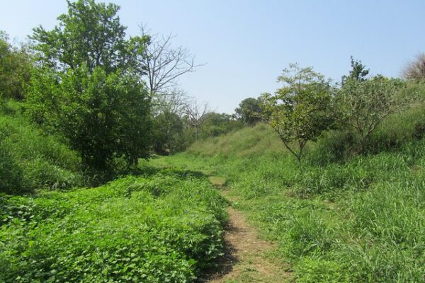 urban foraging: wild mallow