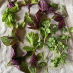Quick Guide to Vietnamese Herbs