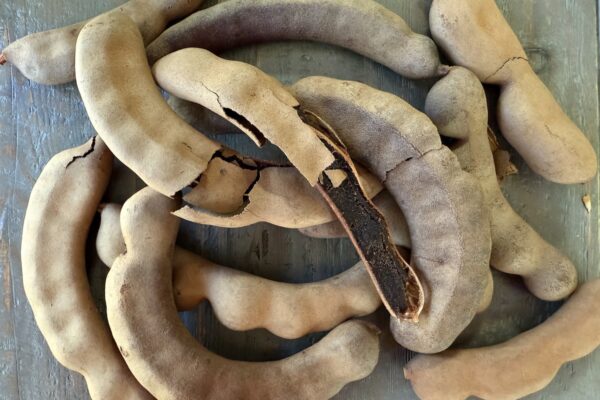 sour tamarind pods