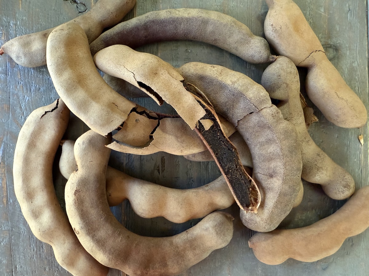 sour tamarind pods