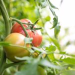 The Best Tomatoes For Growing In Extremely Hot Weather: 3 Varieties