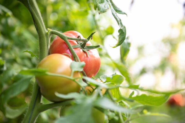 The Best Tomatoes For Growing In Extremely Hot Weather: 3 Varieties