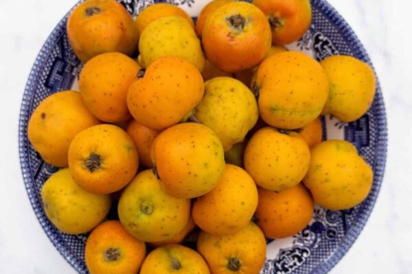 What are tejocotes? – The Other Side of the Tortilla Tejocotes, also known as Mexican hawthorn, in a blue and white ceramic bowl over a white marble countertop