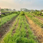 Landscape view of garlic chives farm in Thailand.