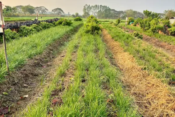 Garlic Chives (a Complete Guide) Landscape view of garlic chives farm in Thailand.