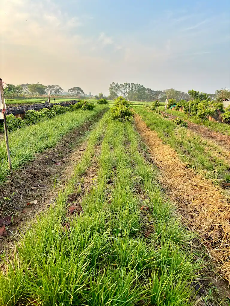 Landscape view of garlic chives farm in Thailand.