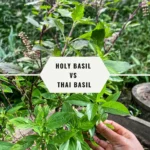 Side-by-side comparison of holy basil and Thai basil plants, showing differences in leaf shape, stem color, and texture.