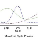 Should females be training based on menstrual cycle phase? • Stronger by Science