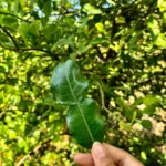 Hand holding a fresh kaffir lime leaf with a kaffir lime tree in the background.