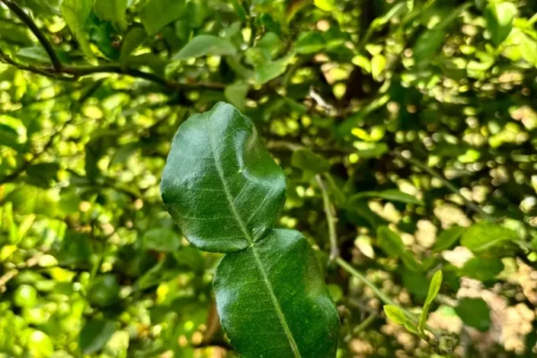Hand holding a fresh kaffir lime leaf with a kaffir lime tree in the background.