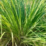 Lemongrass plant with long, thin green leaves growing outdoors in natural sunlight.