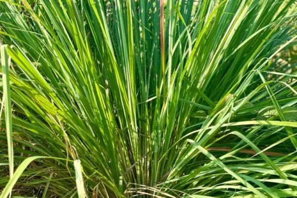 Lemongrass plant with long, thin green leaves growing outdoors in natural sunlight.