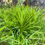 A bushy pandan plant with long, pointed leaves surrounded by grass in a tropical garden.