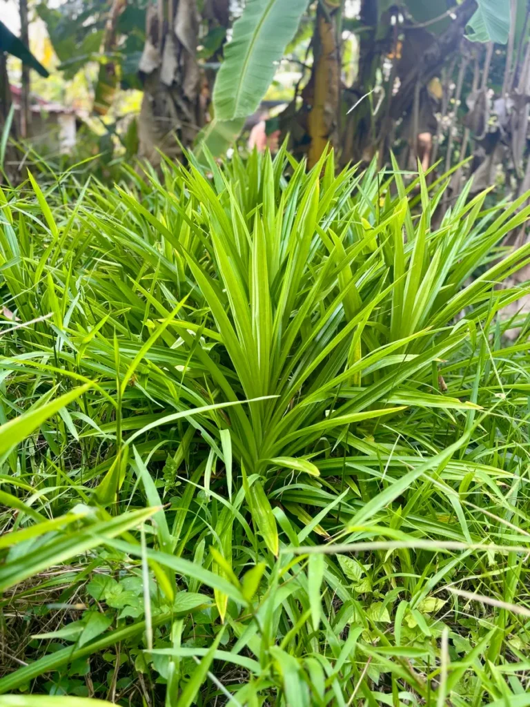 A bushy pandan plant with long, pointed leaves surrounded by grass in a tropical garden.