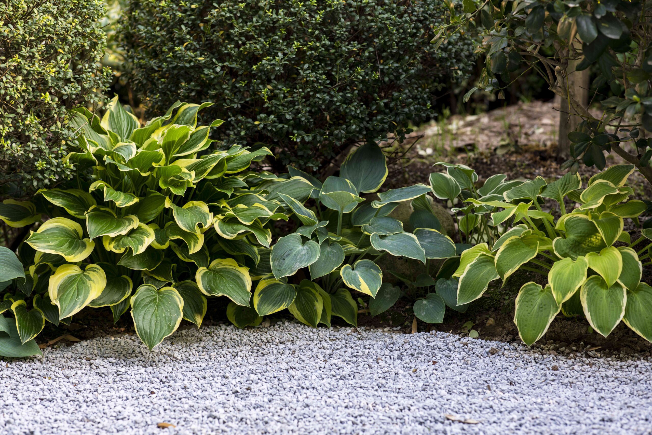 20 Best Border Plants For Your Garden 1 20 Best Border Plants For Your Garden