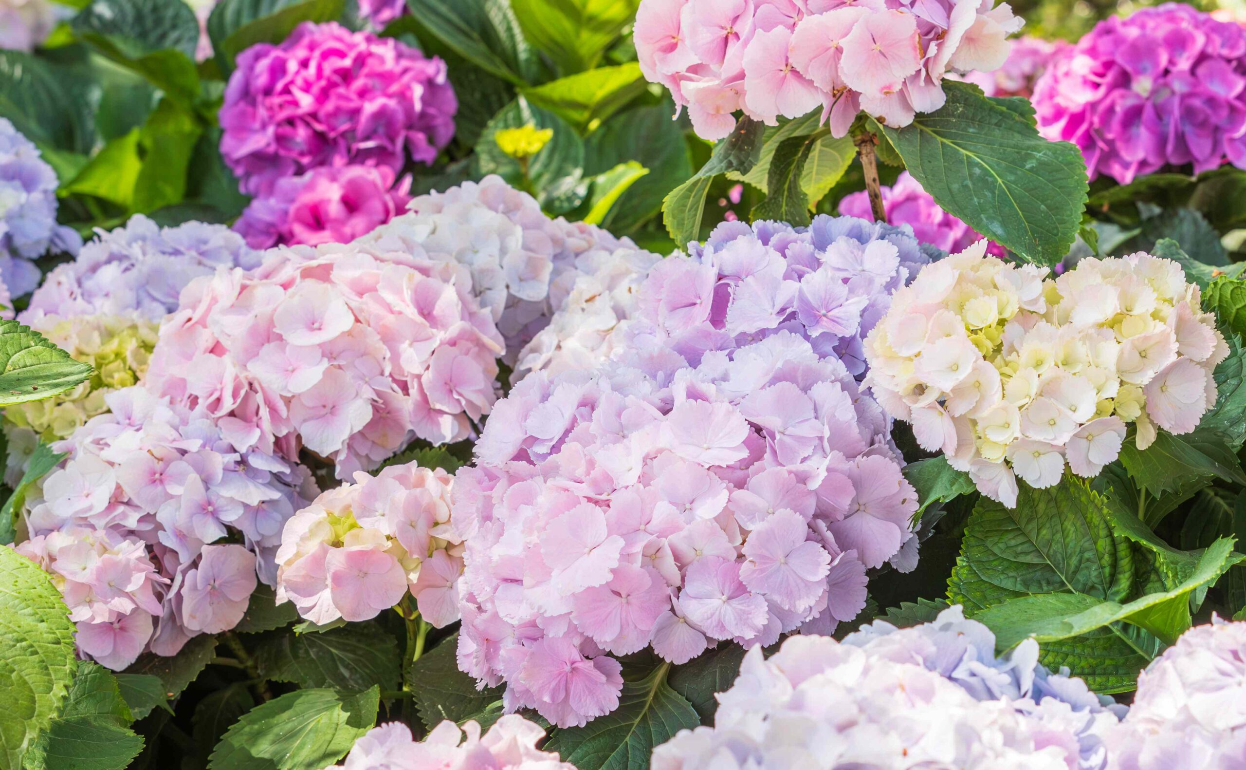 7 Plants to Never Cut Back in September, According to Gardening Experts