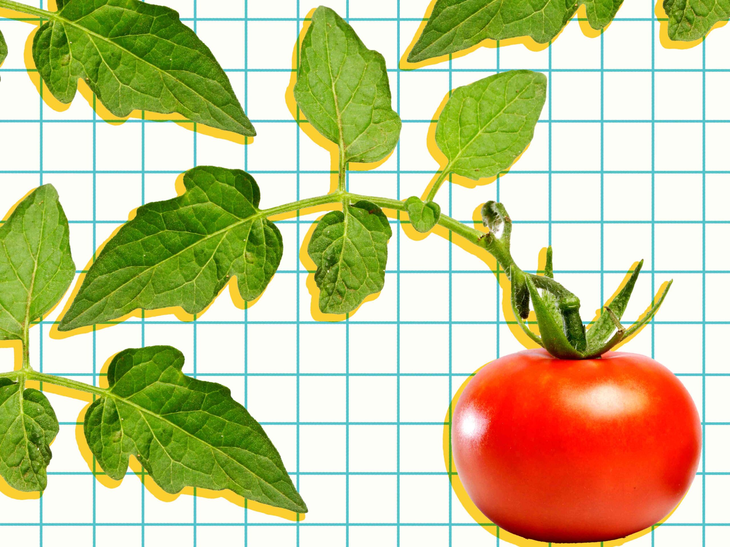 Stop Throwing Away the One Ingredient That'll Make Your Tomato Sauces Even Tomato-ier 1 Stop Throwing Away the One Ingredient That'll Make Your Tomato Sauces Even Tomato-ier