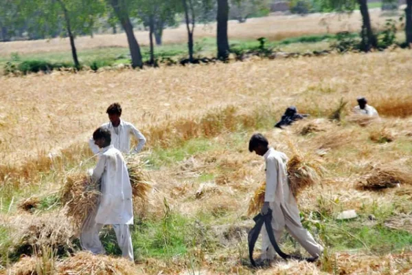 Wheat shipment from Russia to arrive on Sept 8 tribune