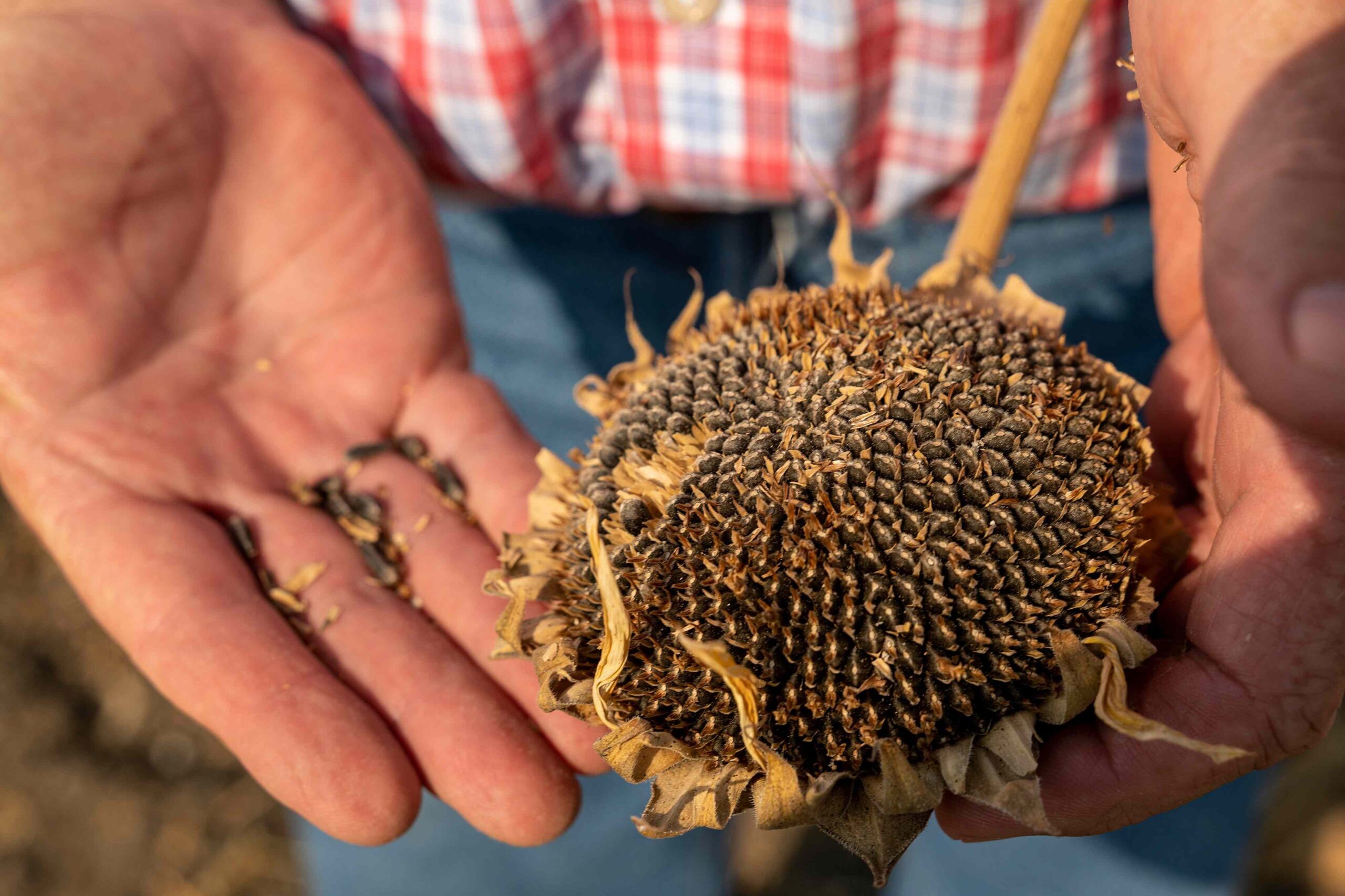 How To Harvest Sunflower Seeds For Snacking, Saving, And Replanting
