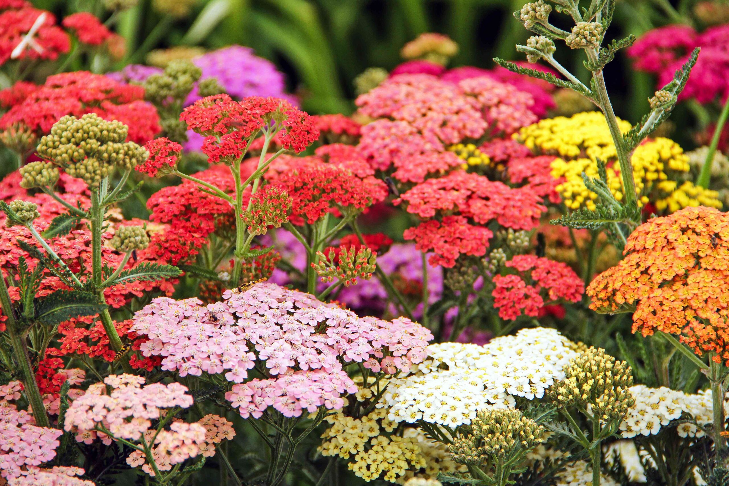 6 Plants to Divide in Fall for a Lush, Healthy Garden by Spring 4 6 Plants to Divide in Fall for a Lush, Healthy Garden by Spring