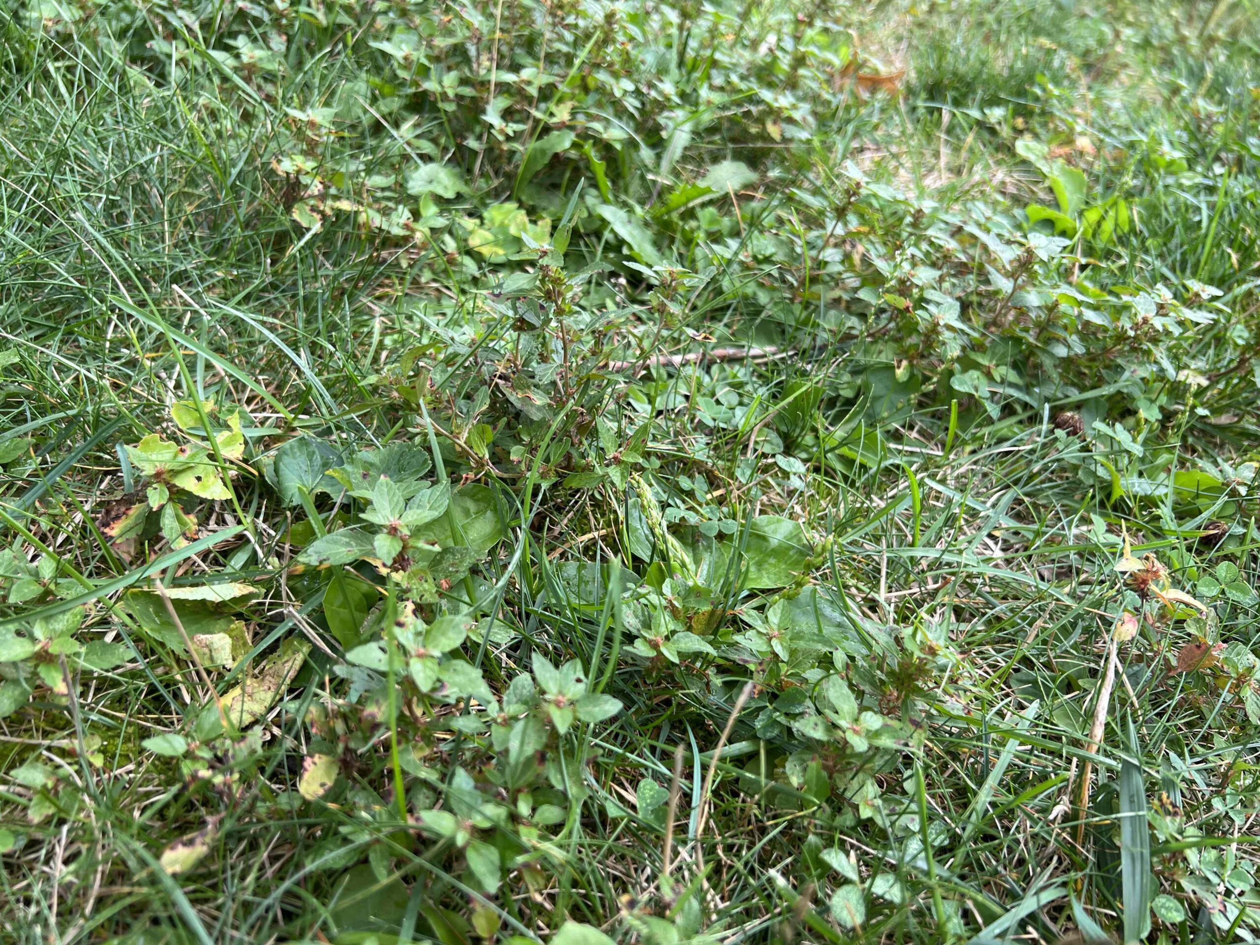 When To Apply Winter Weed Control—And Why Timing Matters 1 When To Apply Winter Weed Control—And Why Timing Matters